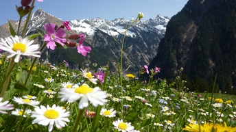 Berglandschaft mit beschneiten Kuppen, im Vordergrund blühende Bergwiese