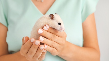 Hamster mit hellem Fell wird von Händen einer Person mit türkiser Bluse gehalten
