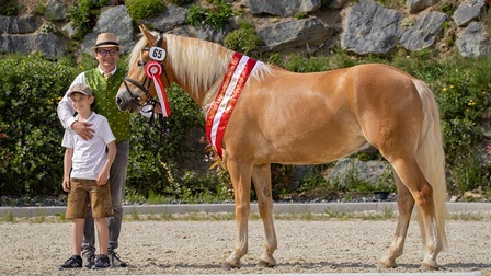 Hier sind man einen Haflinger.