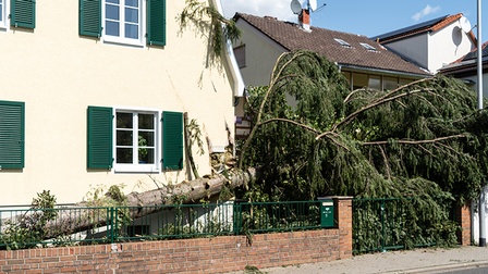 Baum trifft auf Haus