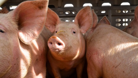 Schweine in einem Transportfahrzeug