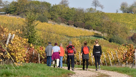 Personengruppe in Rückenansicht beim Spazieren über einen Landweg neben Weinreben, im Hintergrund pflanzenverwachsener Hügel