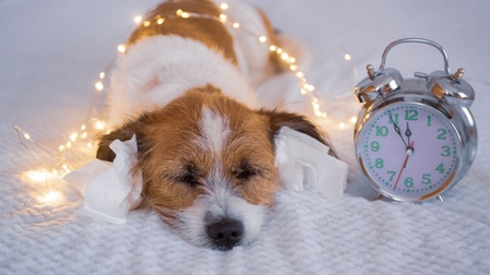 Hund hat Angst vorm Feuerwerk