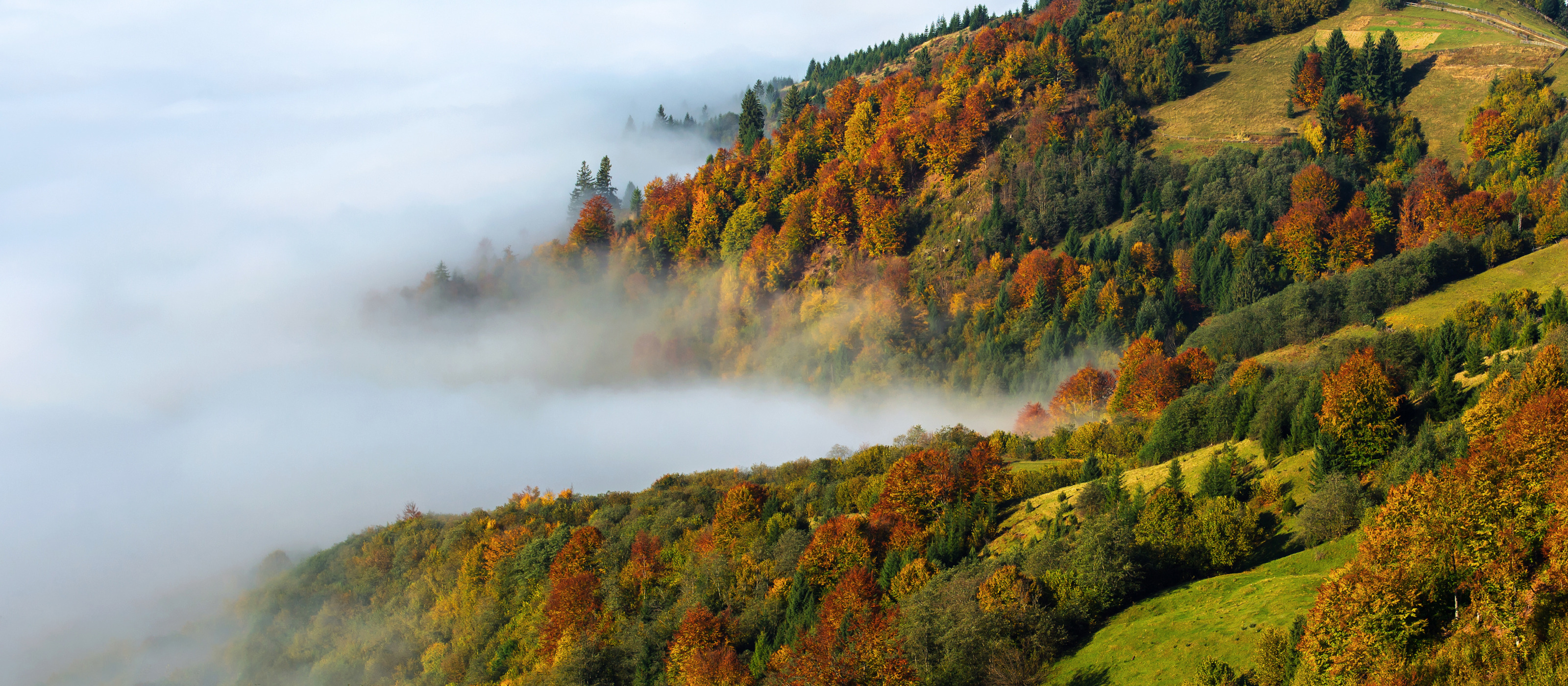 In der rechten Bildhälfte ist ein Hang mit grüner Wiese und unterschiedlich verfärbten Bäumen. In der linken Bildhälfte ist Nebel