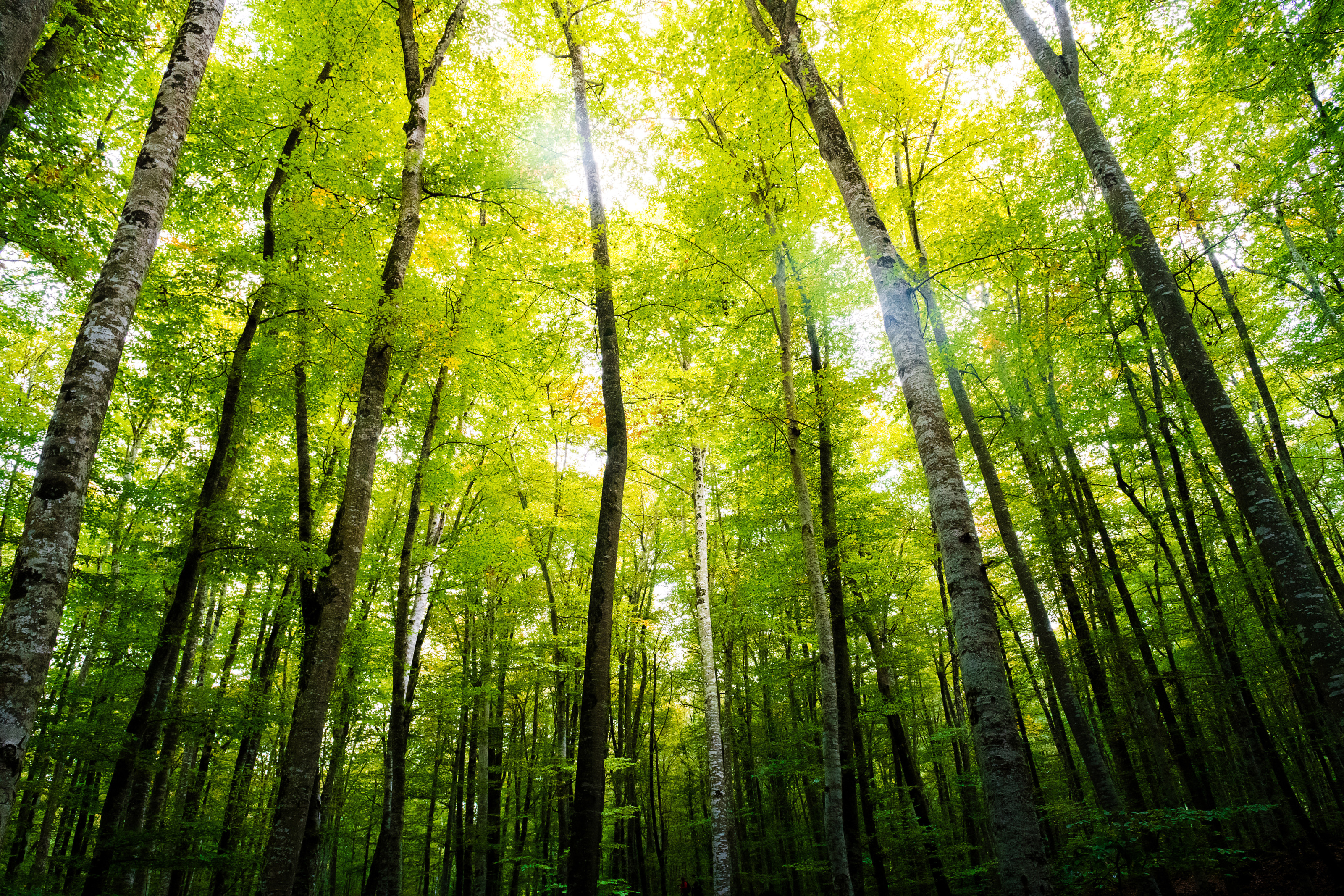 Waldstimmung mit Lichteinfall