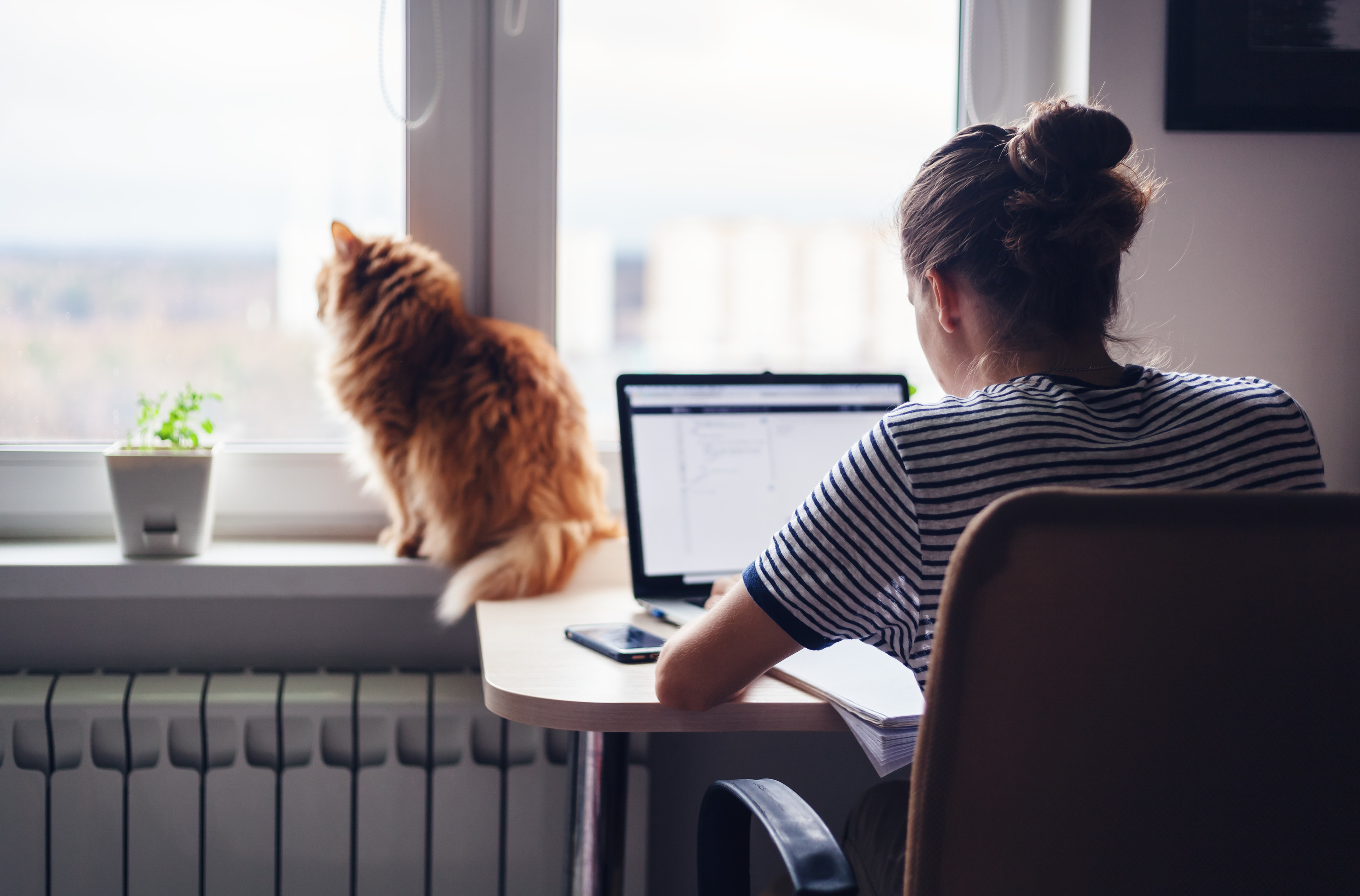 Rückenansicht einer Person, die an einem Schreibtisch sitzt, hat vor sich einen Notizblock und einen aufgeklappten Laptop, auf den sie blickt. Der Schreibtisch steht vor einem Fensterbrett. Auf dem Fensterbrett sitzt eine rötliche Katze