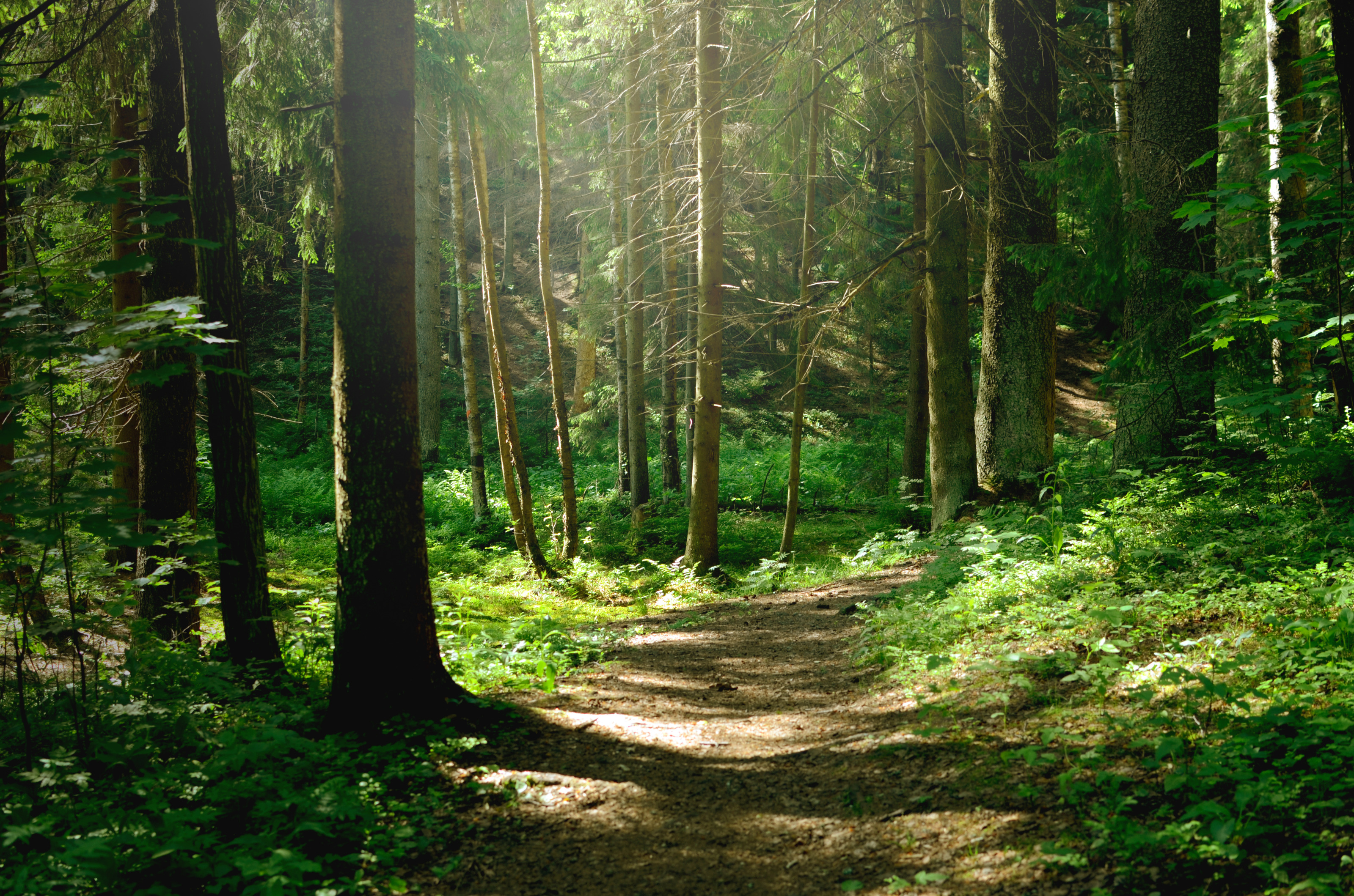 Weg der durch Wald führt