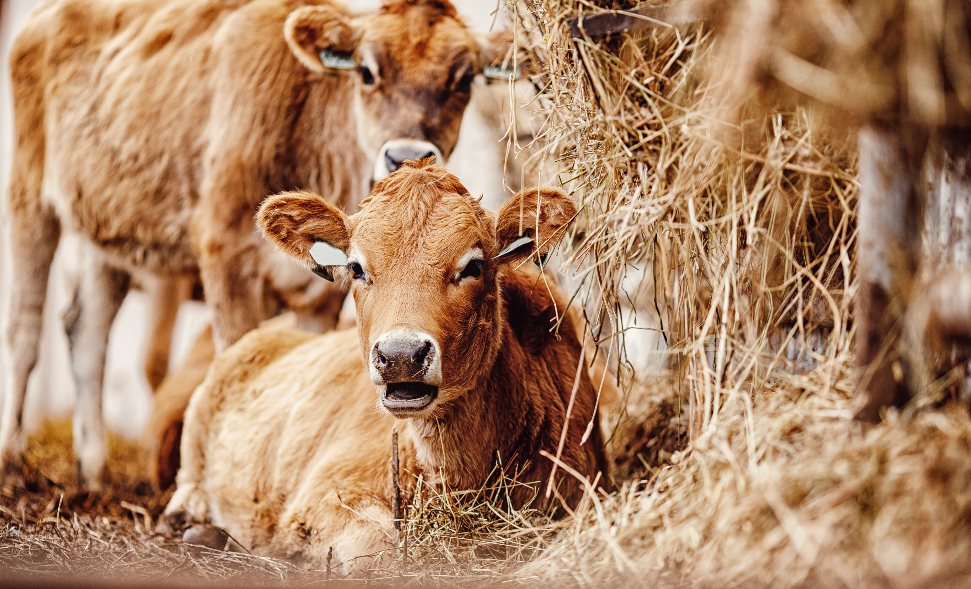 Braunes Kalb liegt am Boden umgeben von Heu, im Hintergrund leicht verschwommen weiteres braunes Kalb stehend