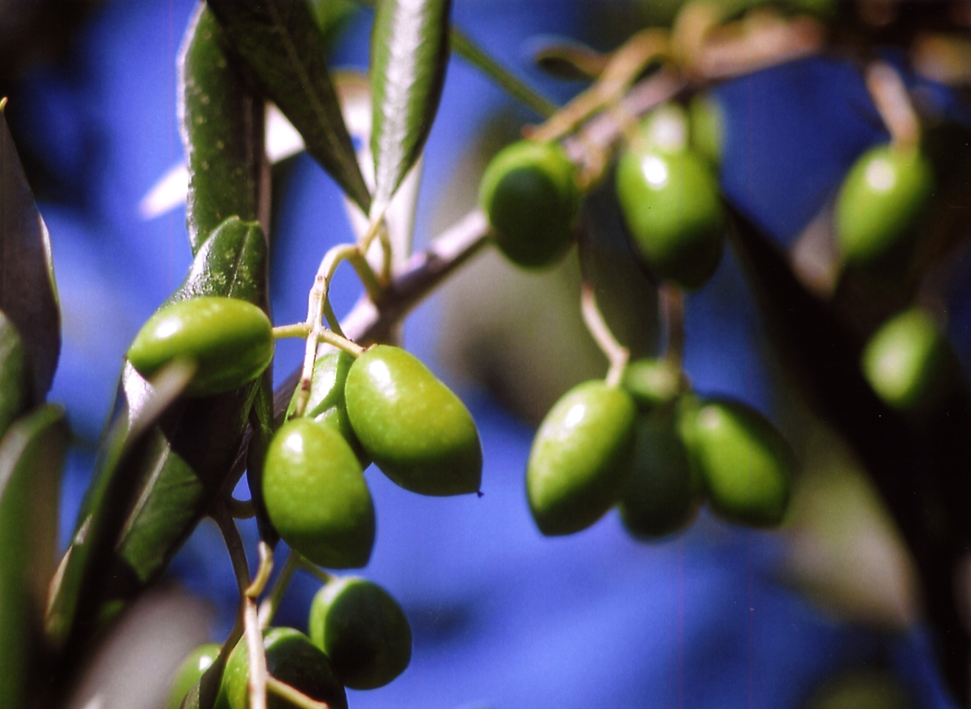 Nahaufnahme von grünen Oliven auf einem Baum